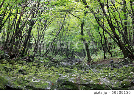済州島 国内旅行 夏 59509156