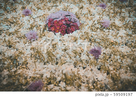 purple chrysanthemum & white orchid flower purple chrysanthemum & white orchid flower 59509197