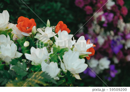 siam tulip flower arrangement in flowerpot 59509200
