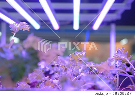 plant growing in smart indoor farm with artificial 59509237