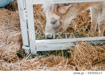 dwarf miniature mule (mixed species of donkey & 59509317