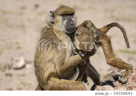 ヒヒ Baboon Japaneseclass Jp