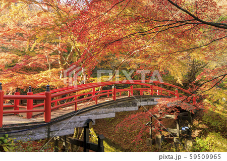 伊香保温泉　河鹿橋　紅葉 59509965