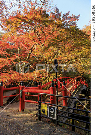 伊香保温泉 河鹿橋 紅葉 伊香保温泉 河鹿橋 紅葉 59509966