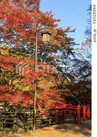 伊香保温泉　河鹿橋　紅葉 59509969