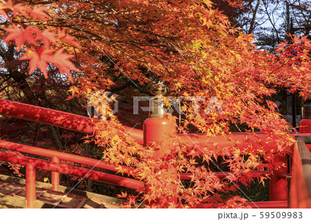 伊香保温泉 河鹿橋 紅葉 伊香保温泉 河鹿橋 紅葉 59509983