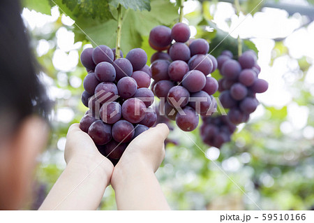 ぶどう狩りをする女の子手元 ぶどう狩りをする女の子手元 59510166