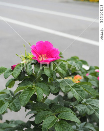 ハマナスの花	 59510813