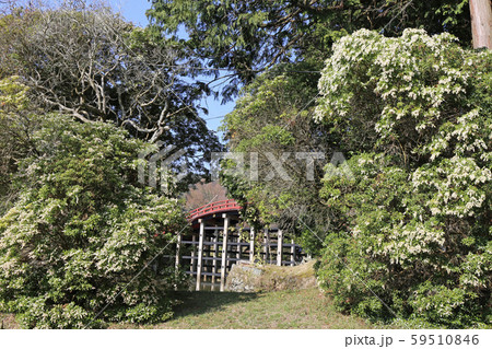 早春の丹生都比売神社 59510846