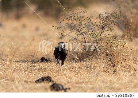 Egyptian vulture or Neophron percnopterus juvenile walking head on at desert national park, jaisalmer, rajasthan, india 59510867