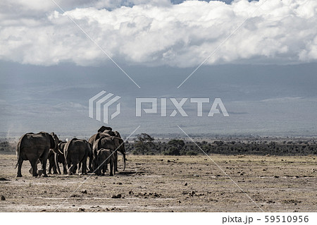 アフリカ象の群れ アフリカ象の群れ 59510956