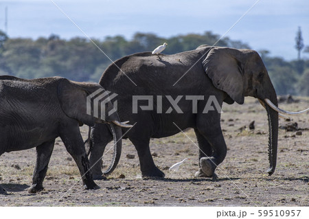アフリカ象の群れ アフリカ象の群れ 59510957