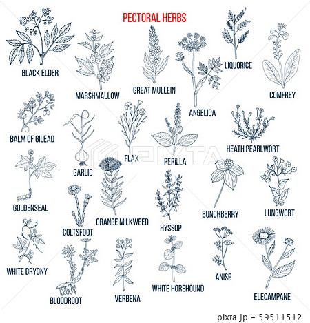 Set of pectoral herbs 59511512