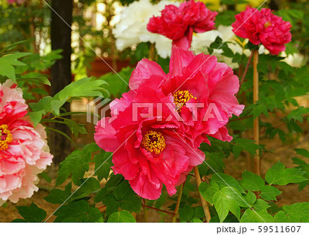 京都乙訓寺の牡丹 京都乙訓寺の牡丹 59511607