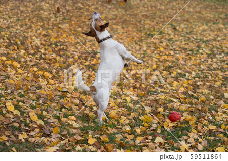 Jack russell terrier is jumping for yellow leaves. 59511864