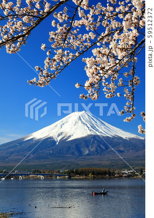 富士山　河口湖　桜 59512372