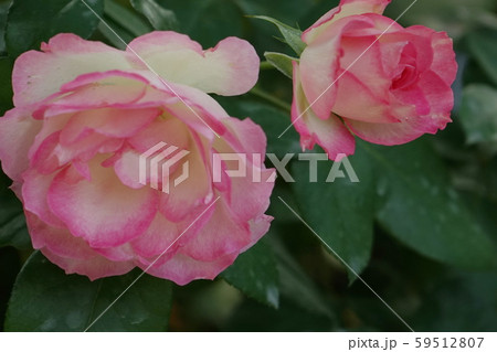 薔薇　チャールストン　 59512807