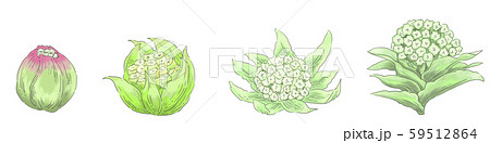 いろいろなふきのとう いろいろなふきのとう 59512864