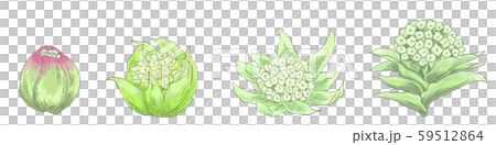 いろいろなふきのとう いろいろなふきのとう 59512864