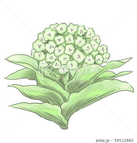 育ったふきのとう 59512865