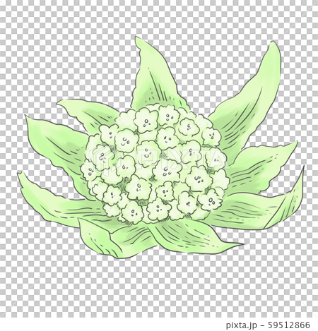 Blooming tofu 59512866