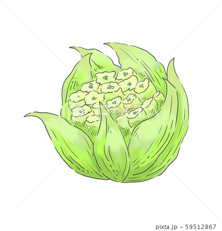 少し咲いたふきのとう 59512867