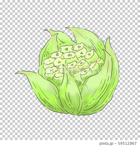 少し咲いたふきのとう 59512867