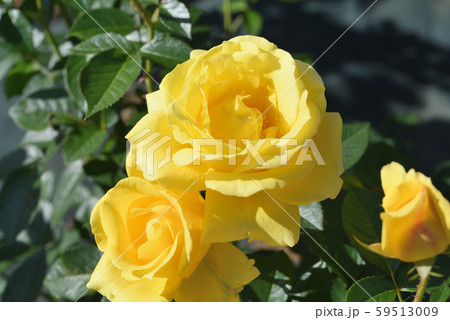 バラ（プリンセス・マイケル・オブ・ケント） 59513009