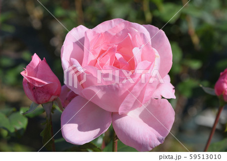 バラ（クイーン・エリザベス） 59513010