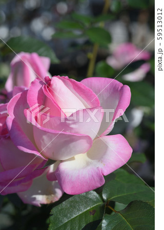 バラ（プリンセス・ドゥ・モナコ） 59513012