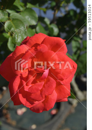 バラ（ラス・ベガス） 59513014