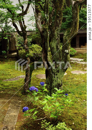 仁和寺、庭、真言宗御室派総本山、 59513077