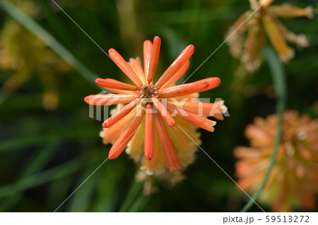 Red Hot Poker Papaya Popsicle Red Hot Poker Papaya Popsicle 59513272