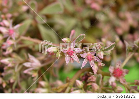 Stonecrop Pink Seduction Stonecrop Pink Seduction 59513275