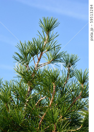 Japanese umbrella pine 59513284