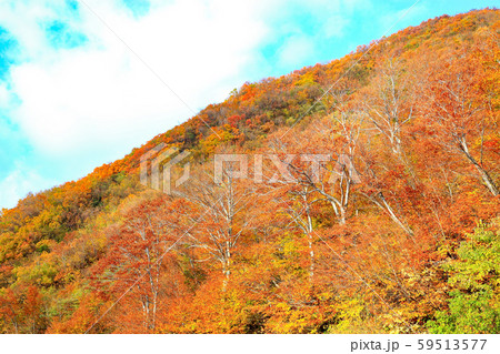 秋紅葉の奥只見 59513577