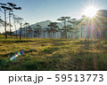 The pine forest and meadow in the morning. 59513773