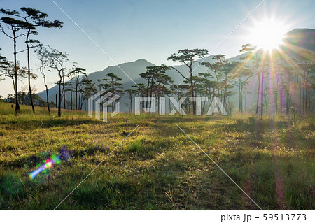 The pine forest and meadow in the morning. The pine forest and meadow in the morning. 59513773