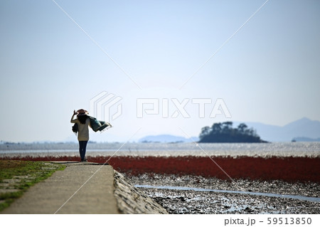 秋 七面草 干潟 59513850