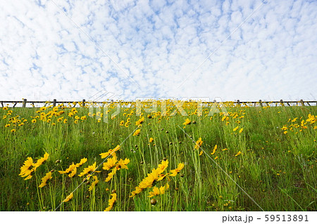 太陽を見上げて風そよぐ黄色い花々とうろこ雲 太陽を見上げて風そよぐ黄色い花々とうろこ雲 59513891