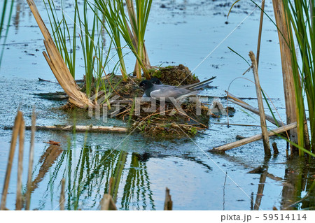 Bird black tern ( Chlidonias niger ) sits Bird black tern ( Chlidonias niger ) sits 59514114