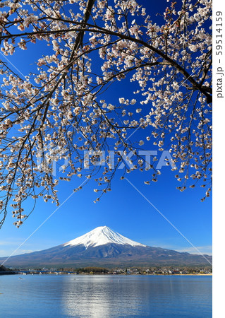 富士山　河口湖　桜 59514159