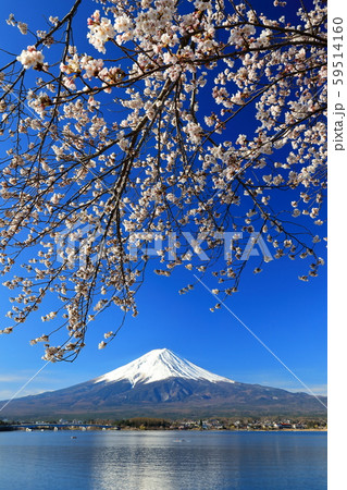 富士山　河口湖　桜 59514160
