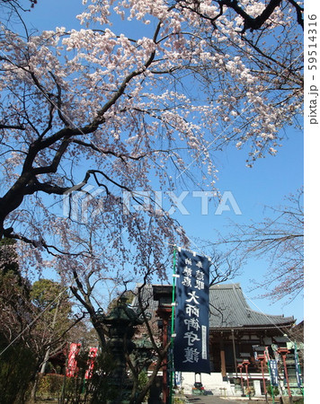 東叡山　寛永寺　開山堂　両大師の桜 59514316