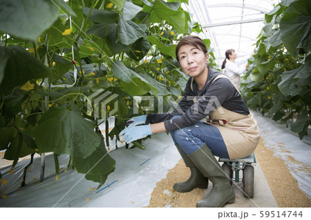 キュウリを収穫する女性 59514744