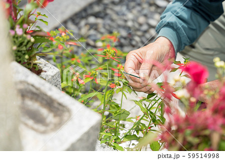 墓参り 線香をあげる 墓参り 線香をあげる 59514998