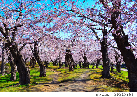 桜景 五稜郭 桜景 五稜郭 59515363