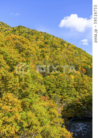 秋の定山渓 時雨橋からの眺め 秋の定山渓 時雨橋からの眺め 59516755