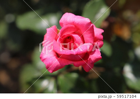 プチトリアノン ライトピンクのバラの写真素材