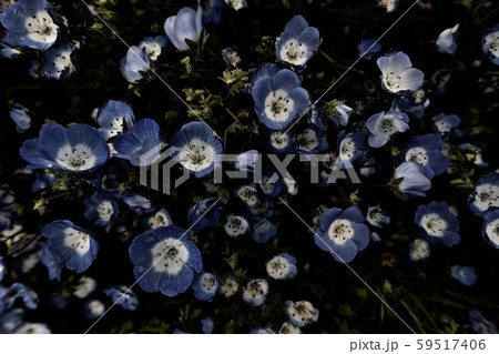 ネモフィラ ネモフィラ 59517406